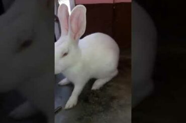 Funny Baby Bunny Rabbit Videos   - Cute Rabbits