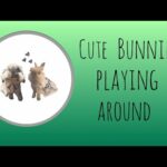 Cute bunnies playing around