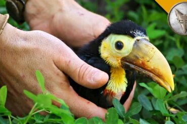 Rescued Baby Toucan!
