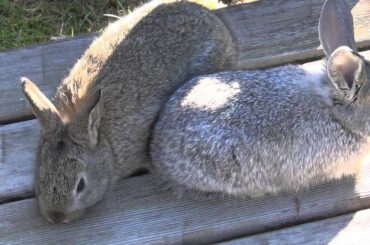 Cute baby bunnies outside
