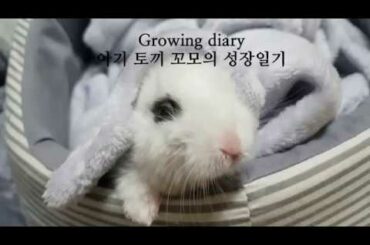 [이브닝아츠 브이로그 EVENINGARTS VLOG] 아기토끼 꼬모 baby rabbit ♡ cute bunny 귀여운 토끼