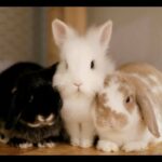 CUTE BABY HOLLAND LOP BUNNY | 4th Pet for Brian & Cayla