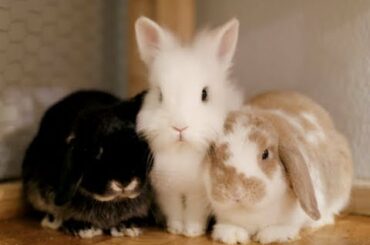 CUTE BABY HOLLAND LOP BUNNY | 4th Pet for Brian & Cayla
