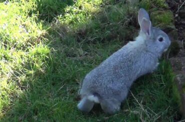 ♥ Cute baby bunny ♥ first walking ouside
