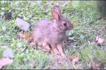 Cute Little Baby Bunny rabbit just a couple few weeks old, Hot summer weather