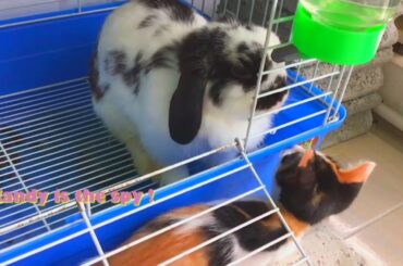 #AnnoyingKittens #CuteBunny #HollandLop