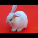 Mini Lop White Bunny Baby with Blue Eyes - Very Cute Pet