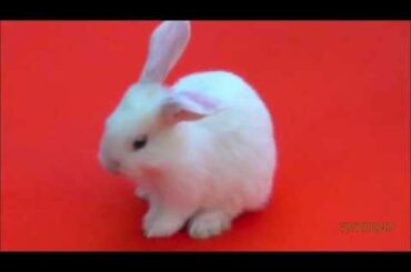 Mini Lop White Bunny Baby with Blue Eyes - Very Cute Pet