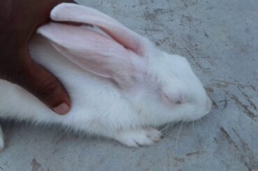 Body massage of cute rabbit।animals are crazy during massage