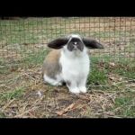 CUTE! crazy hopping bunny in the wind
