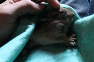 Baby bunny 3 weeks old, Found out in 25 degree weather. trying to survive