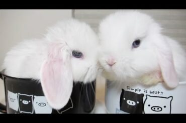 CUTE Baby Dwarf Holland Lop Bunnies!