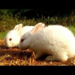 क्यूट खरगोश | Cute Child Rabbit plying video | cute bunny rabbit | Show up Sk