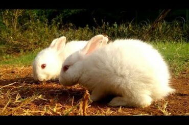 क्यूट खरगोश | Cute Child Rabbit plying video | cute bunny rabbit | Show up Sk