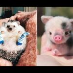 💗 Cute baby animals Videos Compilation cute moment of the animals 💗 #1  - CuteVN