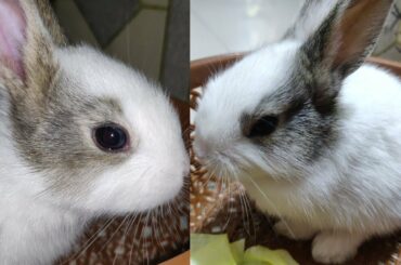 Very Little Cute Rabbits | World Amazing So Little Cute Bunny Rabbits | Very Small Bunny Rabbits