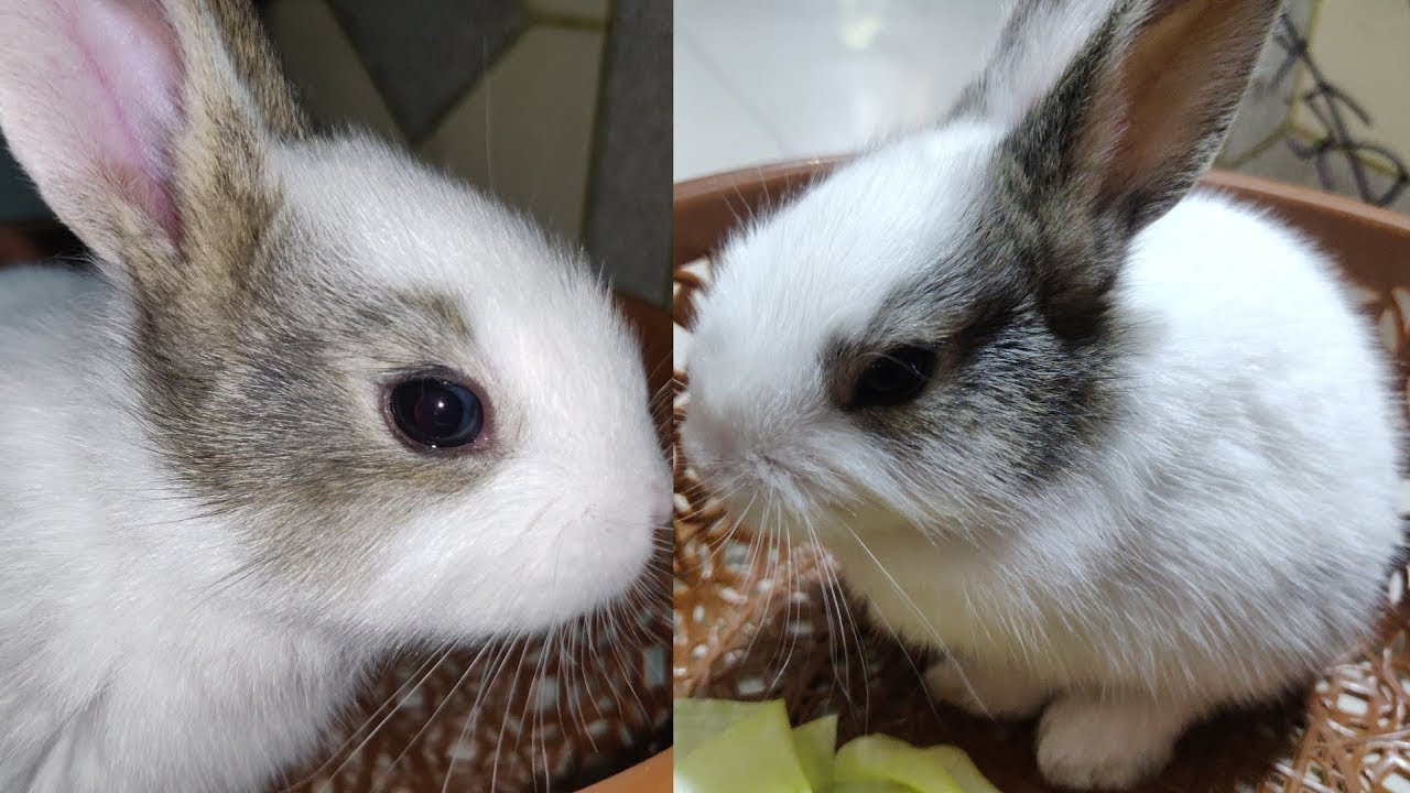 Very Little Cute Rabbits | World Amazing So Little Cute Bunny Rabbits | Very Small Bunny Rabbits Very Little Cute Rabbits | World Amazing So Little Cute Bunny Rabbits | Very Small Bunny Rabbits