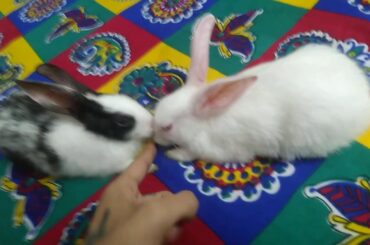Intense love | inseperable rabbits | baby rabbits kissing each other | rabbit love | cute babies