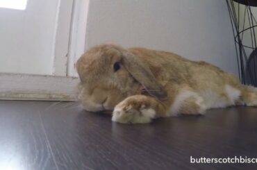 Cute bunny flopping