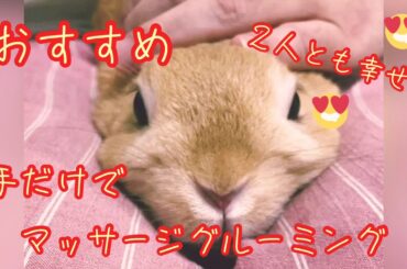 【うさぎ】ぴょんきち 癒しのマッサージグルーミング かわいいネザーランドドワーフ rabbit cute heal massage grooming