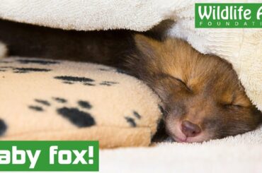 Super cute baby fox is rescued!