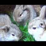 Cute Baby Bunnies Eats Grass in Cage