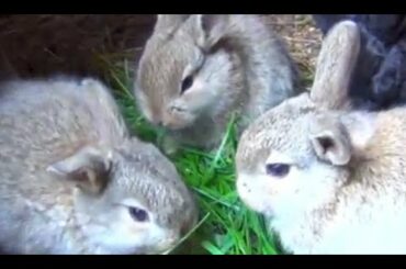 Cute Baby Bunnies Eats Grass in Cage
