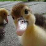 Cute Baby Ducks Compilation || Just Animal Videos