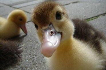 Cute Baby Ducks Compilation || Just Animal Videos