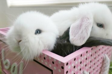Box of Cute Baby Bunnies!