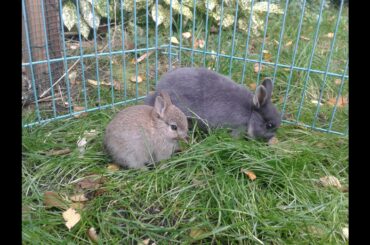 Cute baby bunny rabbits first week