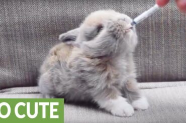 Baby bunny drinking milk is beyond precious!