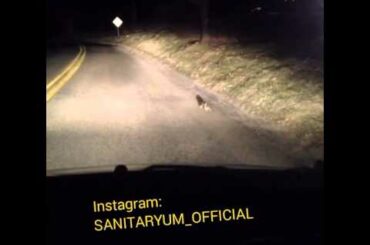 Cute rabbit doesnt know what it wants to do