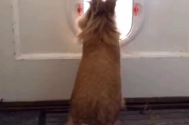 Cute Rabbit vs Cat Flap