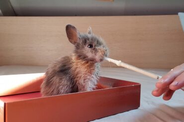 Baby rabbit drinking milk handfeed