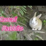 Kawaii Rabbits Cute Bunny Photo - Okunoshima (Rabbit Island)