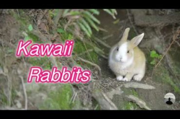 Kawaii Rabbits Cute Bunny Photo - Okunoshima (Rabbit Island)