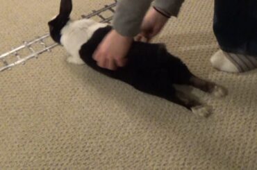 Dutch rabbit dragging his feet, enjoying a scratch 'n stretch