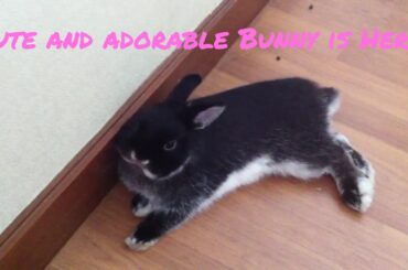 Cute Bunny Rabbit Washing His Face Video กระต่าย น่ารัก น้องกระต่าย กระต่ายน่ารัก