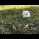 Anaconda try to eat this cute bunny