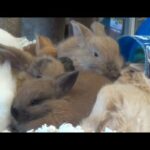 The CUTEST EASTER BUNNIES WORLD WIDE   (35 cute bunny rabbit compilations)