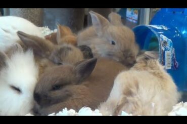 The CUTEST EASTER BUNNIES WORLD WIDE   (35 cute bunny rabbit compilations)