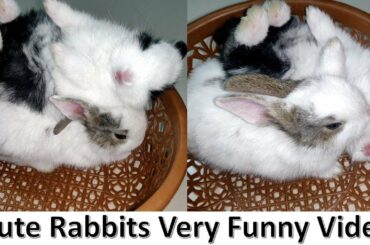 ये खरगोश बहुत मस्ती करता है | Cute Bunny Baby Rabbit Very Funny Video Sleeping | Rabbit For Kids