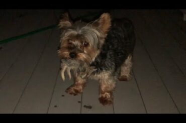 Our Dog Peanut Caught a Baby Rabbit