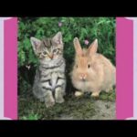 Bunnies & Kitties
