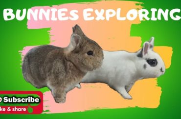 Gizmo Rabbit and Daisy Rabbit Exploring | Cute Bunnies | The Fluffy Crew
