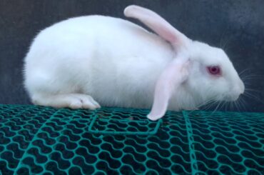 WOW LITTLE RABBIT।AMAZING MOMENT OF CUTE RABBIT