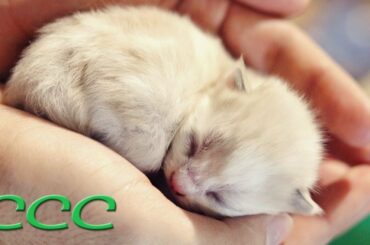 Cute Baby Animals Eating, Playing and Sleeping (Sweet Precious & Tiny) Cute Baby Animal Videos #1