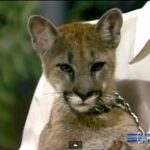 Baby Mountain Lion Stares Down Johnny Carson, Apr 1986, Part 3