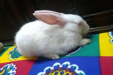 Baby bugs is sleepy | Lola eating and being adorable | cute baby rabbits | cuties | small babies